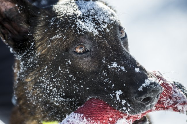 #CoupDeCoeur Un garçon de 12 ans sauvé de justesse après une avalanche. Retrouvé par les #Gendarmes du PGHM et leur chien "Gétro"🐕, il a passé une heure enseveli sous la neige❄️dans la station de La Plagne (73). Le garçon s'en sort avec une jambe cassée.
francetvinfo.fr/meteo/neige/av…