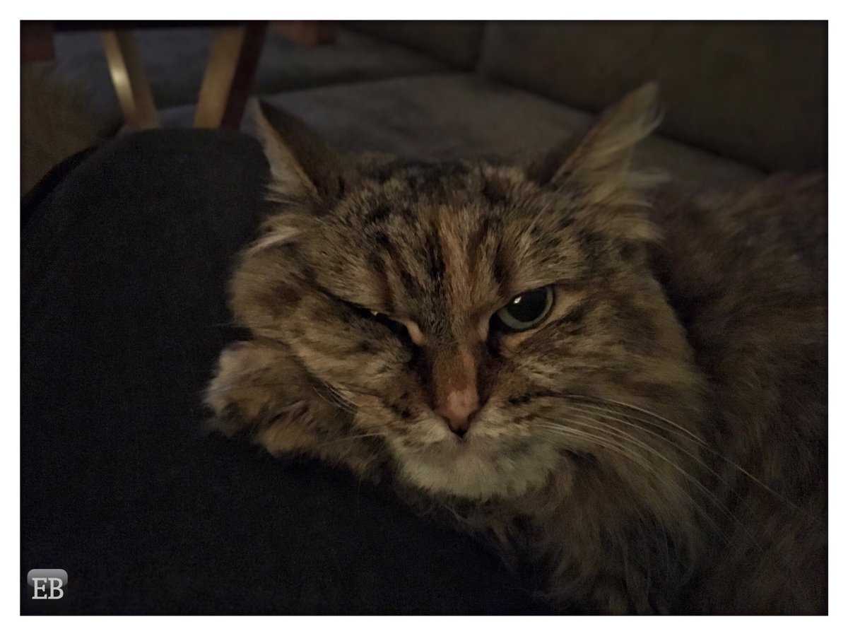 Eric_Brazier's tweet photo. “Holiday Grinch” https://t.co/wSEMUooRRs #TheDailyMobile #photography #Adopt #AdoptDontShop #AdoptMe #AvailableForAdoption #Cat #Cats #Cattitude #Caturday #Christmas #Foster #FosterCat #Fostering #HappyHolidays #HolidayGrinch #HumaneSociety #Ladybug #LadybugCat https://t.co/2yhSWOn8VD