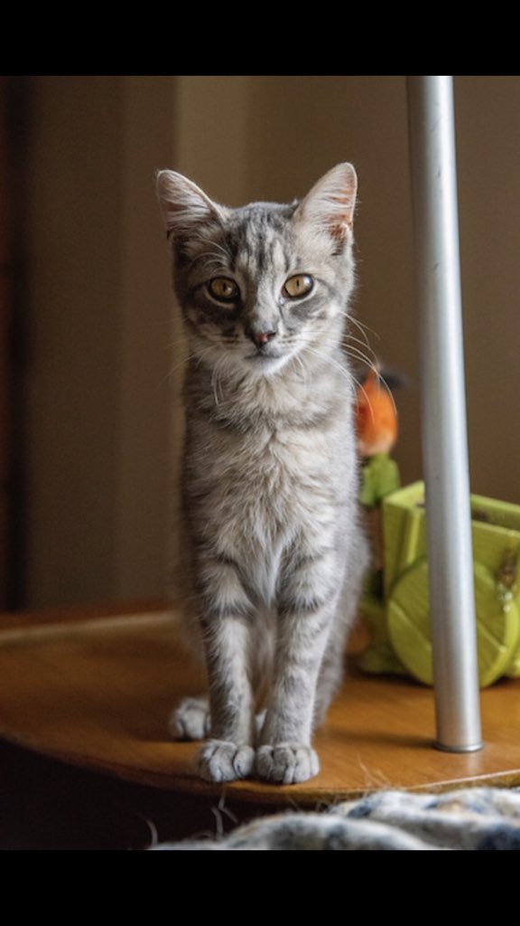 Rescue_NYC's tweet photo. Remember Grey from over the summer.. stray kitten to family member 😺 #throwbackthursday #RescueNYC #adopt #communitycatprogram https://t.co/s3EVsijp6y