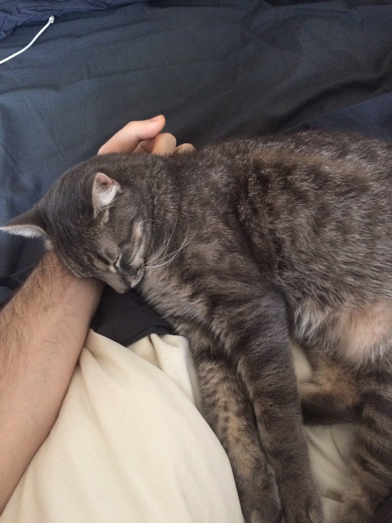 Rescue_NYC's tweet photo. Remember Grey from over the summer.. stray kitten to family member 😺 #throwbackthursday #RescueNYC #adopt #communitycatprogram https://t.co/s3EVsijp6y