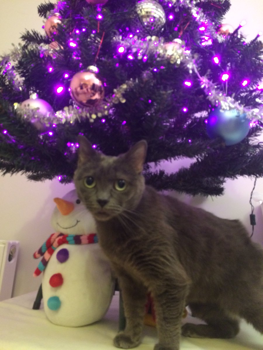 bluekittenshq's tweet photo. 🐾happy holidays furriends&hoomins😽🐾❤️🎄as an ex feral I remember bad days when I was outside in the cold in December 2012. They got me 30 of December just before NYE.🍾🥂🎄Wishing to all a full belly and warm place to sleep this holiday season 🐾😽😹#HugoXmas #ThursdayThoughts https://t.co/hwZzQDjjbJ