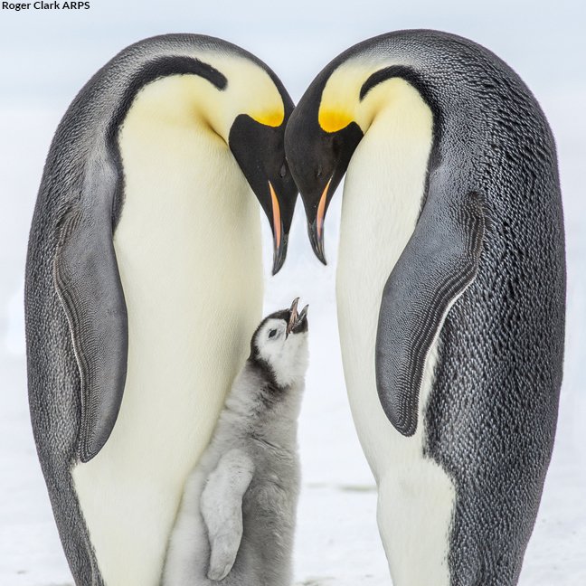 earliest known penguin species 
