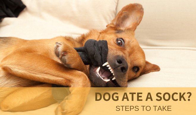go_barking's tweet image. My Dog Ate a Sock – What to Do?
gobarking.com/my-dog-ate-a-s…
#dog #dogatesock #dogfaq #dogobstruction #dogvomiting
