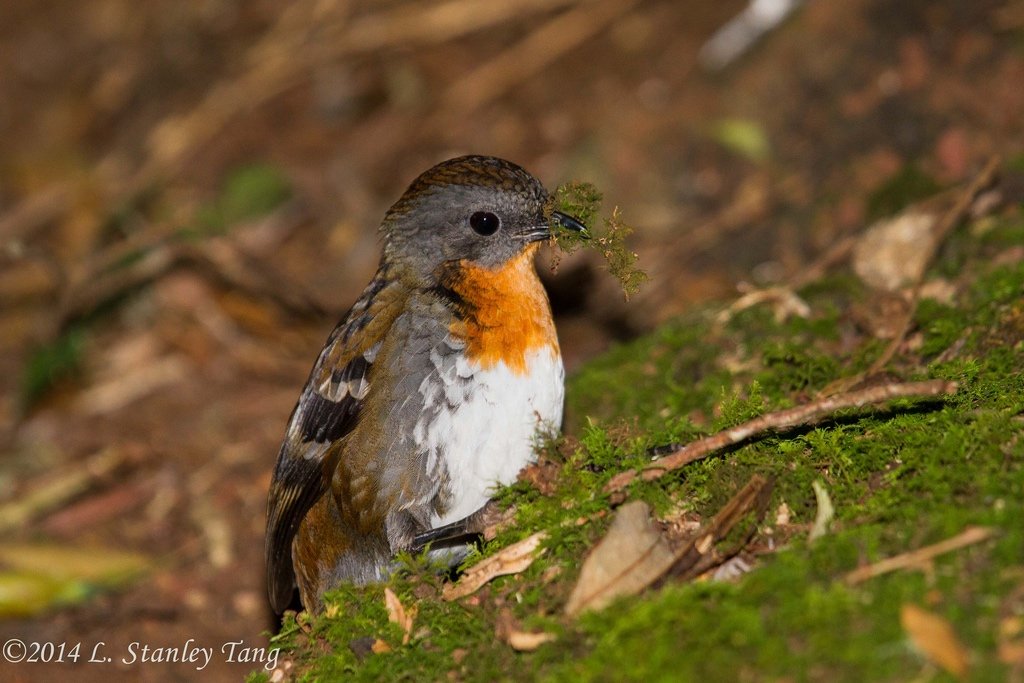 specialagentCK's tweet photo. The middle tail feathers of the Australian logrunner are long and stiff, appearing like spines. The bird uses these for leverage as it digs through detritus on the forest floor while foraging. This behaviour leaves behind 'soup bowls' in the soil. #virtualaviary https://t.co/QzCdDMA4Gw