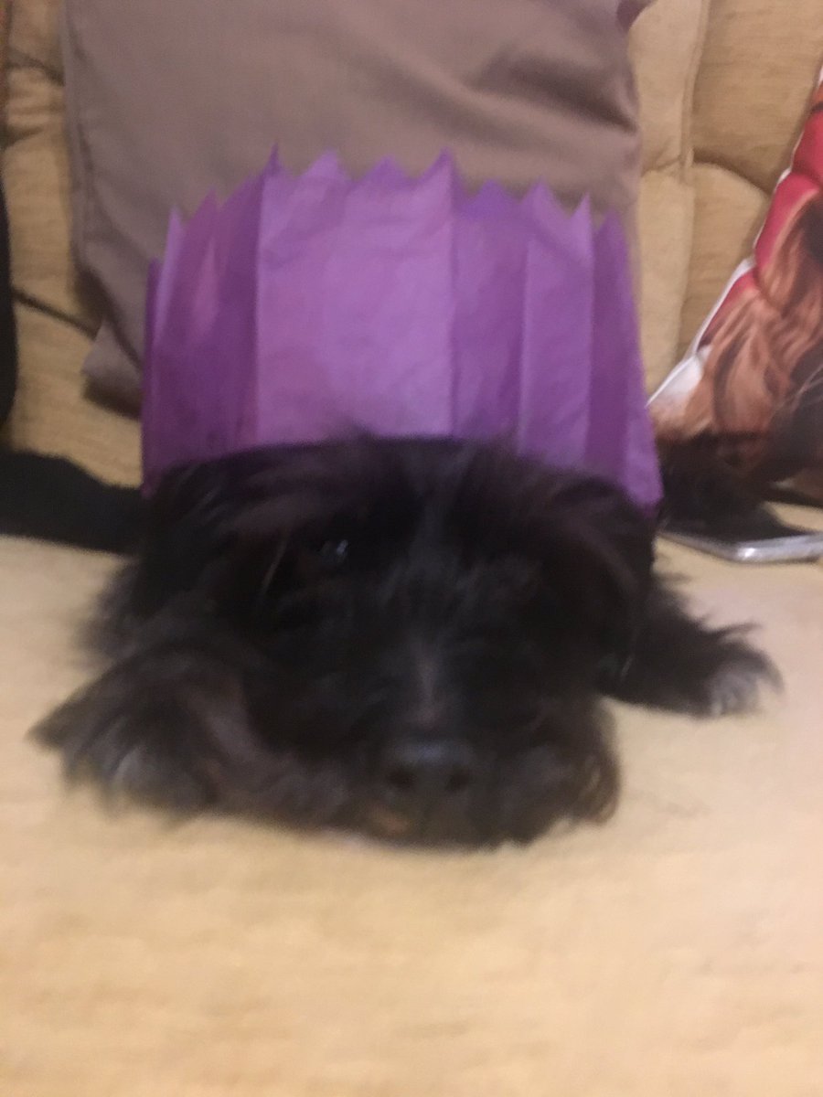beckyleagas's tweet photo. Look how cute this face is 😘❤️ #PoodleCross #JackRussell #Doggy #FamilyDog #Christmas https://t.co/6rOSQsIMbG