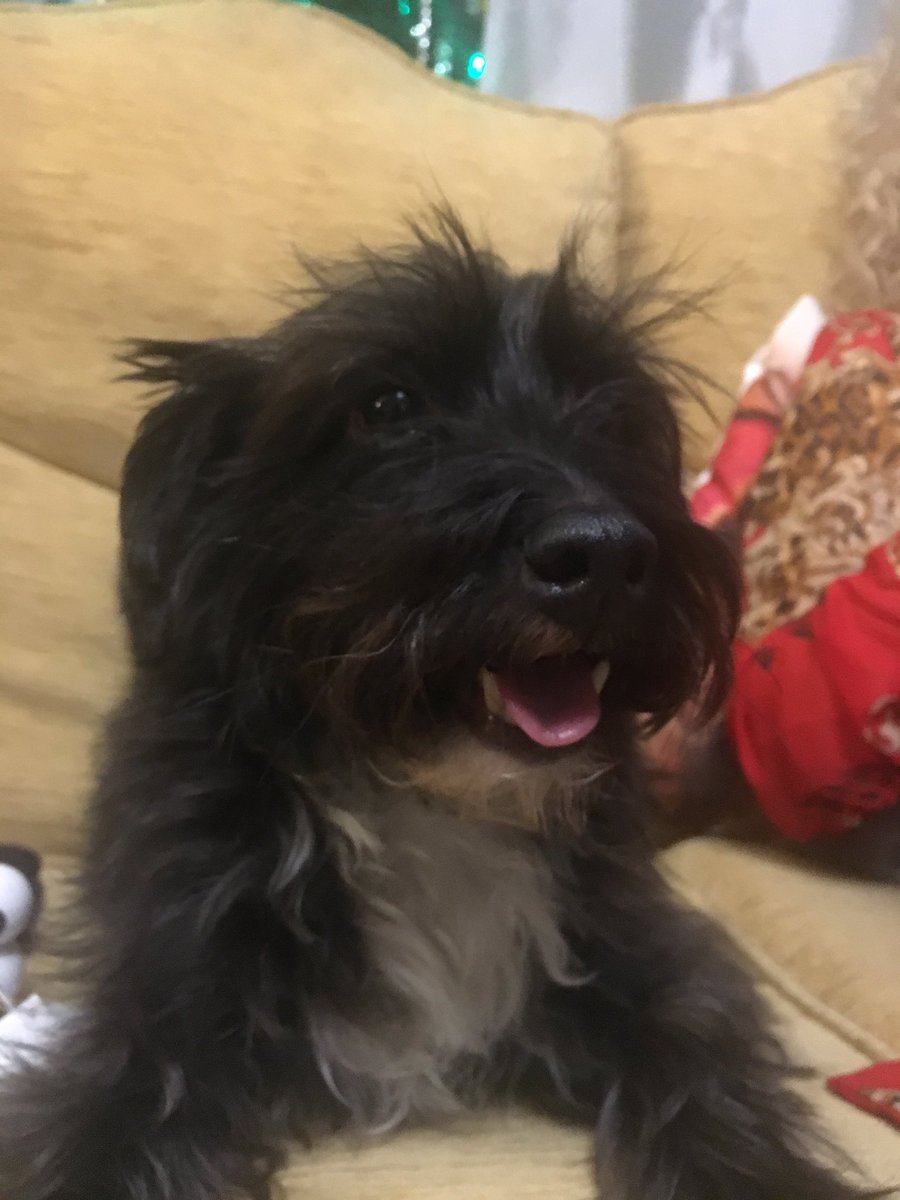 beckyleagas's tweet photo. Look how cute this face is 😘❤️ #PoodleCross #JackRussell #Doggy #FamilyDog #Christmas https://t.co/6rOSQsIMbG
