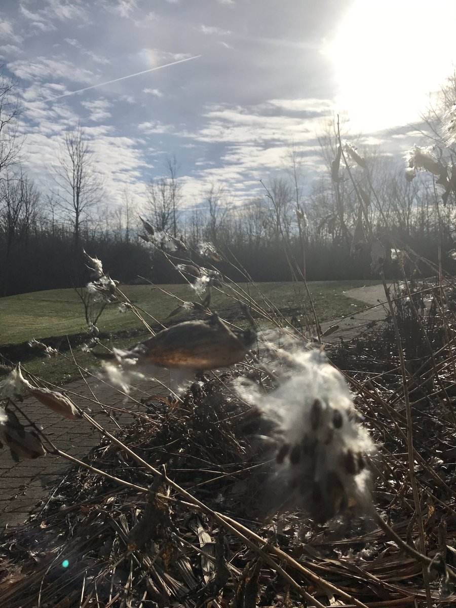 melostrom's tweet photo. The snow melted, which is fine with me now that Christmas is over. #beatitwinter #timeforspring https://t.co/4dbHiTclja