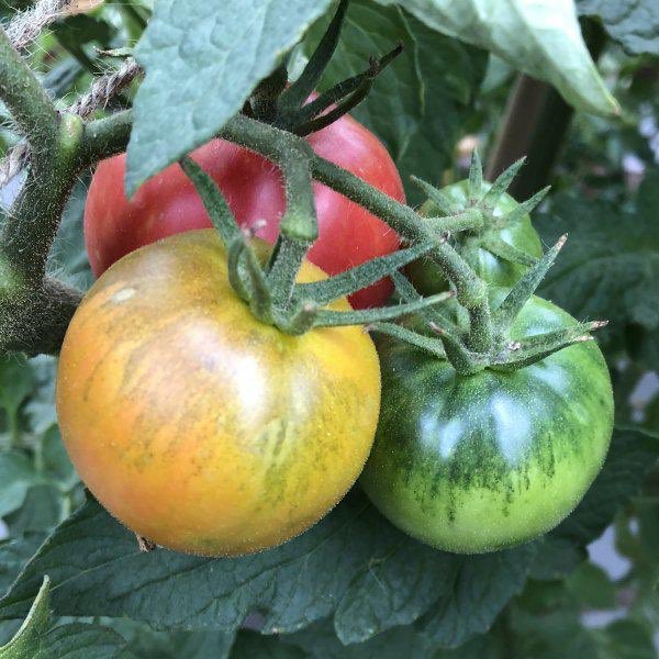 AmkhaSeed's tweet image. Here’s another tomato variety we’re developing. Excellent flavor and has displayed excellent disease resistance, high yields, and requires very few inputs. Any ideas for a good name.

#horticulture #organic #tomatoes #garden #sustainable #varieties #foodforest #seeds #gardening