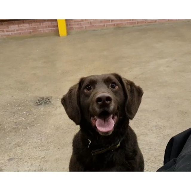 DT_Kenilworth's tweet photo. Suede is a real live wire! He loves his scent games and loves his toys, and is a dog that is always on the go. Don't let this liveliness fool you as he does have quite a sensitive side. But once he bonds with you Suede is so much fun!

#dogstrust #dogstr… https://t.co/C810eLzsQx https://t.co/5AXtQHQVGj