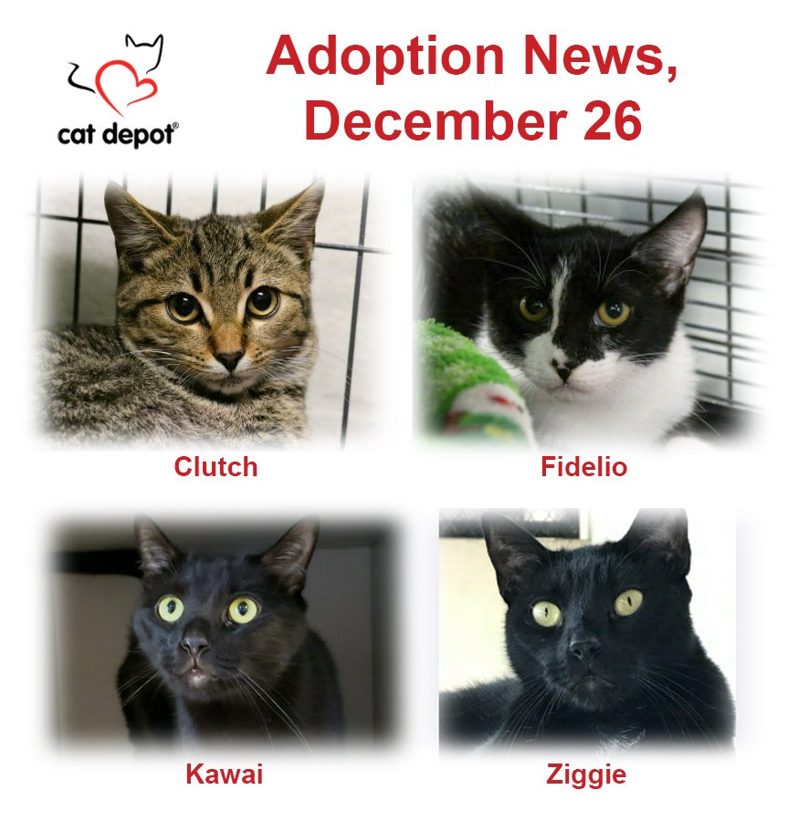 CatDepot's tweet photo. Adoption news: December 26, Clutch, Fidelio, Kawai, and Ziggie found furever homes! Happy Purrs!
------------
Find Your Fur-ever Friend: https://t.co/Vo7NJs77CZ #CatDepot #HappyAdoptedCats #FindYourForeverFriend https://t.co/iaqTZmwVbE