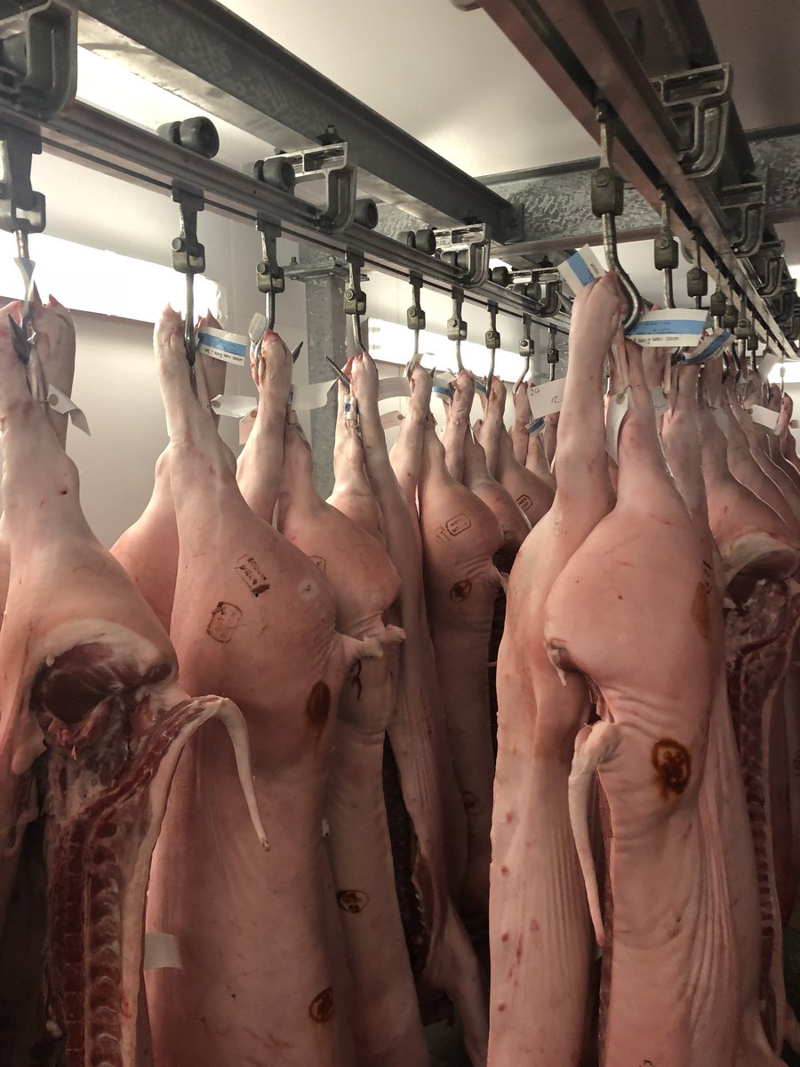 Great load of pigs in this morning for the weekend. All going out tomorrow!
#woodsfarmpork #local