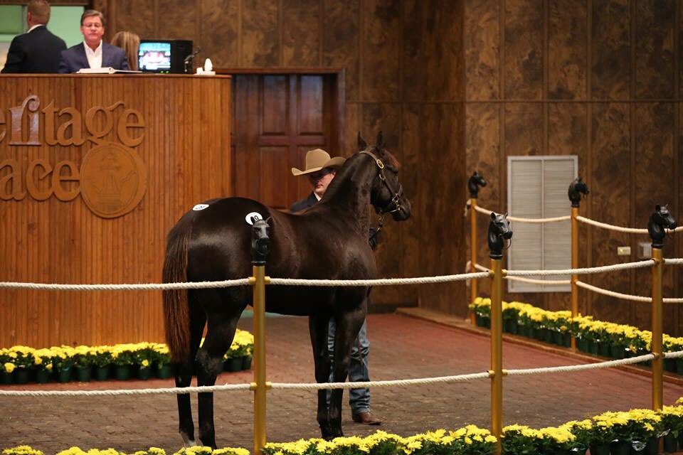 They come in all shapes and sizes at the #HeritagePlaceWinterMixedSale! Join us in three weeks for the two-day sale, January 18 &amp; 19. New start time, 9:00 a.m. Pre-sale party (5-6 p.m.) and 2018 #AQHARacingChampionsCeremony (6 p.m.) on Thursday, Jan 17. Heritageplace.com