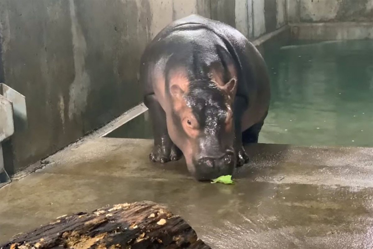 nypost's tweet image. Fiona the hippo has no intention of losing weight in 2019 nyp.st/2EO1n0M