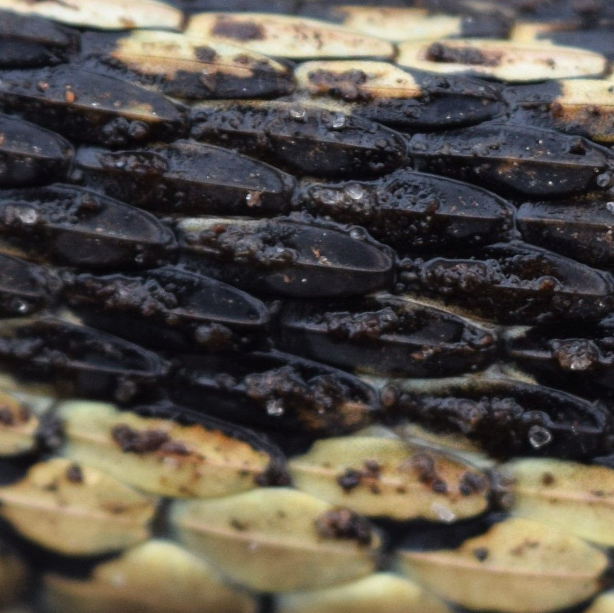 No hints for this #TheSpitCloseUp challenge!  Can you guess what #TommyThompsonPark flora or fauna we've zoomed in on here?🔎 Answer to come! #nature #TheSpitUpClose