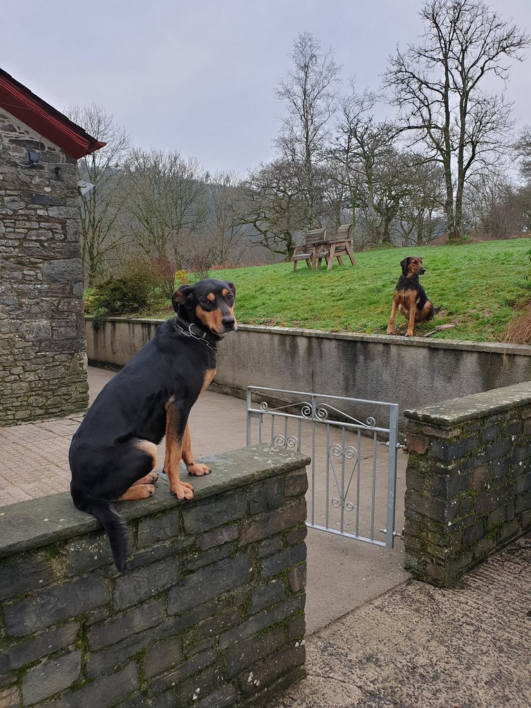 Llandre's tweet image. Any sheep work going? #sheep365 #WeAreWelshFarming #postchristmas