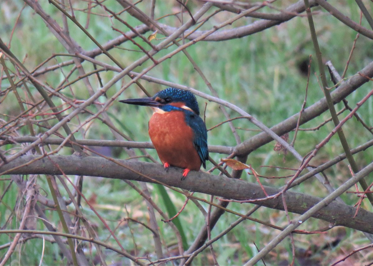 nixcat72's tweet image. I decided to go out for a short walk to clear away the cobwebs. I was looking for redwing which I didn't find but I did see this beauty. He was busy flying back and forth and fishing. It was a joy to see and made my day! #kingfisher #bexley #rivershuttle @Team4Nature