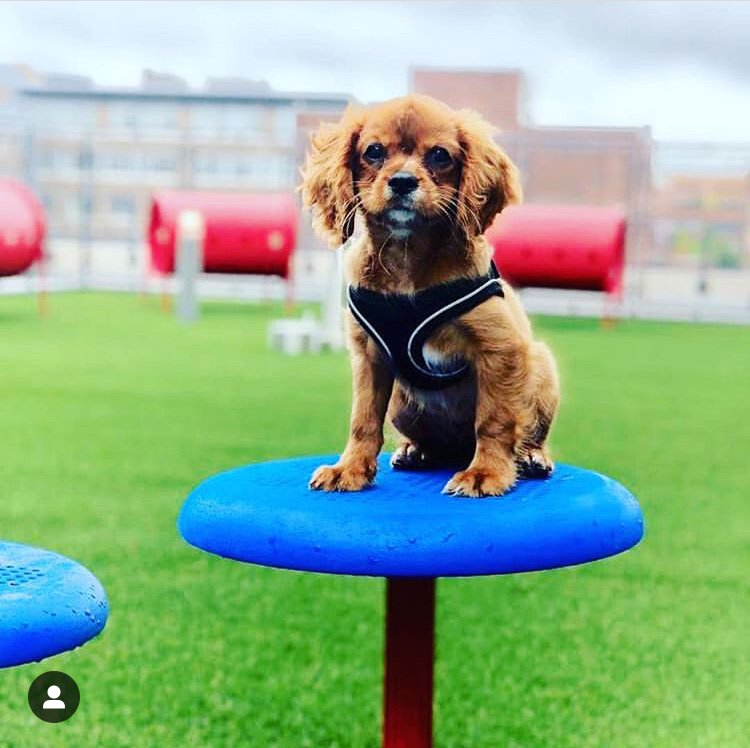 Counting down to New Year 2019 w/ some of this years favorite 📷 including @prethepup at the opening of our rooftop #PawsPark @ #345Harrison 🐶