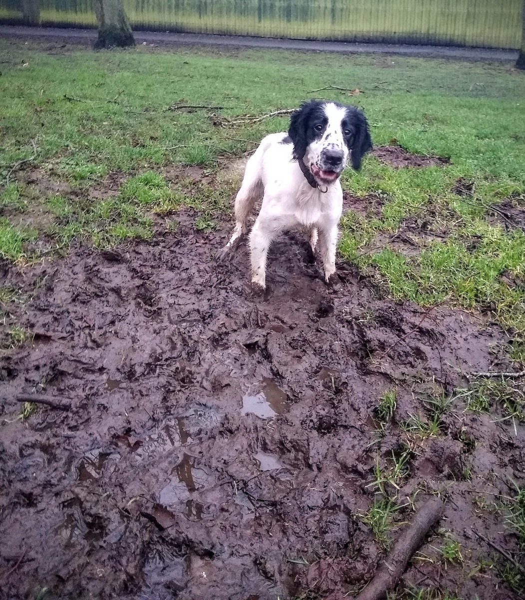 WMP_Dog's tweet image. Because this is what spaniels do! #spanielproblems #zooomies