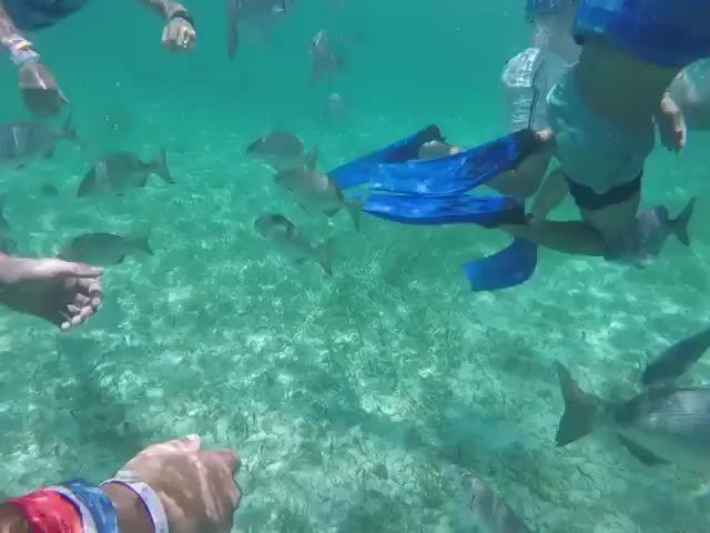 AquaworldCancun's tweet photo. What such beautiful experience seeing the fishes all around you while snorkeling at Punta Nizuc 🐠🐟😍
.
.
Traveling to Cancun? Discover what does the day pass hides for you!
.
#adventure #travel #wanderlust #beautifuldestinations #wandermore #exploreth… https://t.co/7Mu6k60dye https://t.co/0Tzz0Px4nM