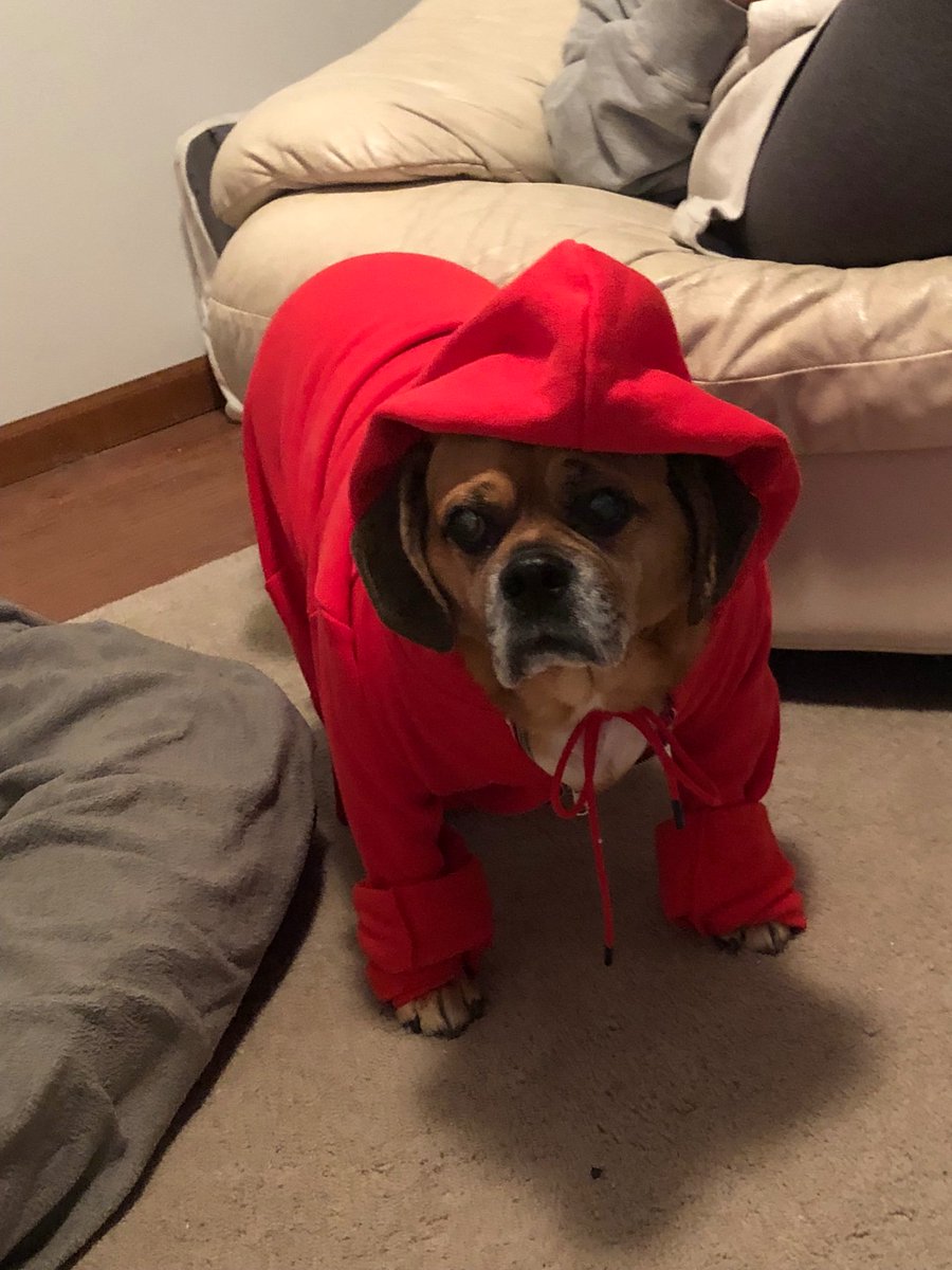 King_Spry_Law's tweet image. Trying to decide what to wear this New Year’s Eve? Estate assistant Suzanne Potoczak’s Nelson has some fabulous looks to inspire us. Happy New Year! #kingspryholiday #dogsofdecember #lawsandpaws