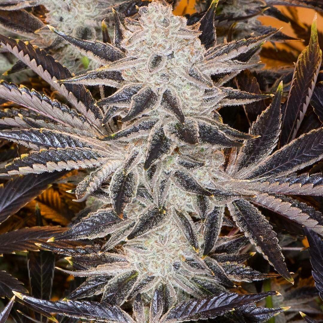 EmeraldZoo's tweet photo. One of these days I’ll figure out how to cultivate and propagate #HandCraftedHomeGrown Cannabis. Until then I’m stuck smoking, eating and dabbing on this crap. 😎 we’re outta here for the day. Everyone have a great day! @CaliFarmerMan @BetterOffTeddy @ganjagrowerNO1 @GruntleLife https://t.co/YcTFMma43c