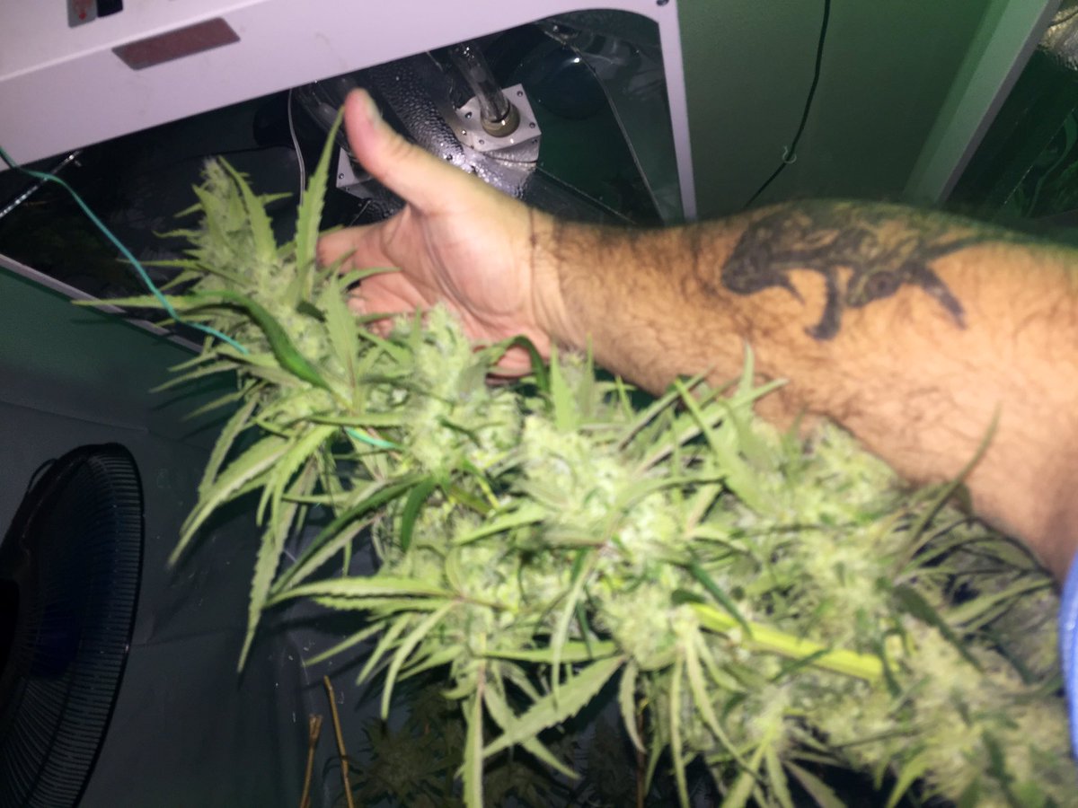 EmeraldZoo's tweet photo. One of these days I’ll figure out how to cultivate and propagate #HandCraftedHomeGrown Cannabis. Until then I’m stuck smoking, eating and dabbing on this crap. 😎 we’re outta here for the day. Everyone have a great day! @CaliFarmerMan @BetterOffTeddy @ganjagrowerNO1 @GruntleLife https://t.co/YcTFMma43c