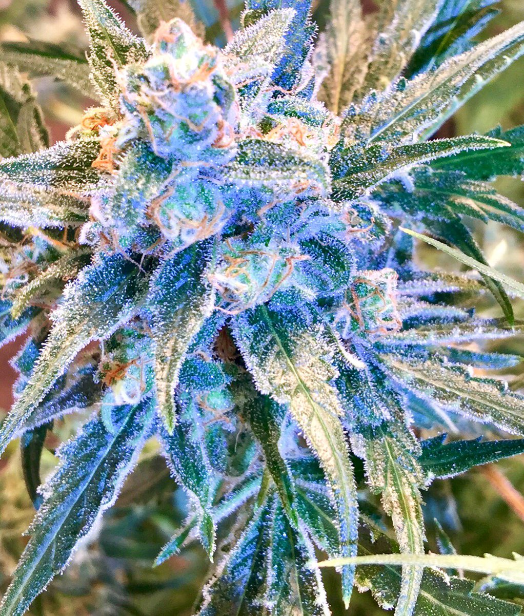 EmeraldZoo's tweet photo. One of these days I’ll figure out how to cultivate and propagate #HandCraftedHomeGrown Cannabis. Until then I’m stuck smoking, eating and dabbing on this crap. 😎 we’re outta here for the day. Everyone have a great day! @CaliFarmerMan @BetterOffTeddy @ganjagrowerNO1 @GruntleLife https://t.co/YcTFMma43c