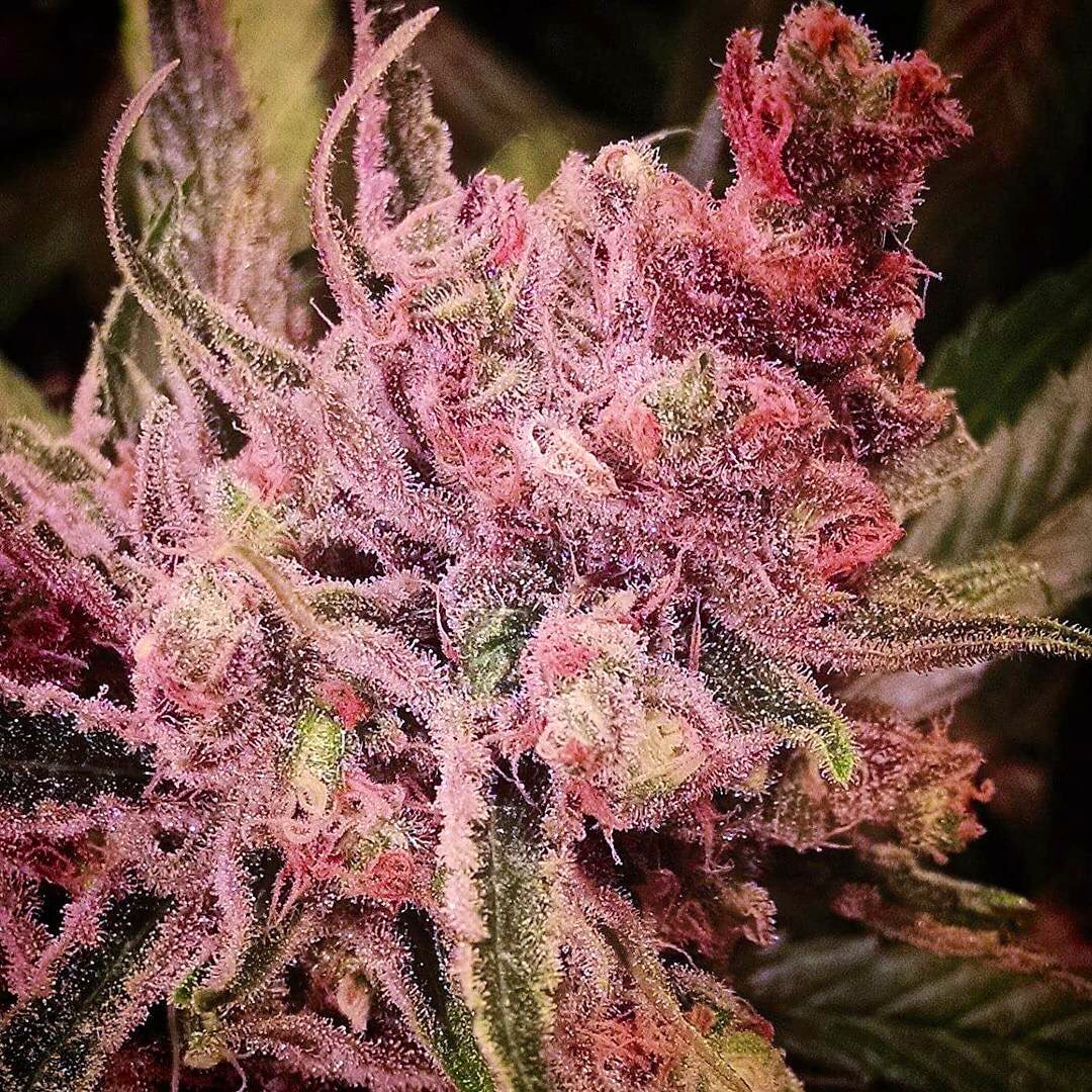 EmeraldZoo's tweet photo. One of these days I’ll figure out how to cultivate and propagate #HandCraftedHomeGrown Cannabis. Until then I’m stuck smoking, eating and dabbing on this crap. 😎 we’re outta here for the day. Everyone have a great day! @CaliFarmerMan @BetterOffTeddy @ganjagrowerNO1 @GruntleLife https://t.co/YcTFMma43c