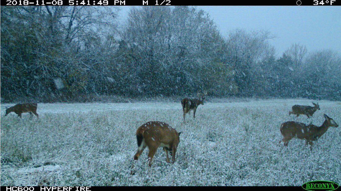 RT if you love a snowy trail cam pic ❄️