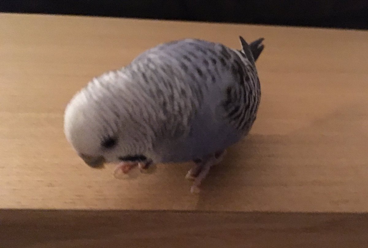 Jal S あなたのインコが覚えた言葉 セキセイインコ ｷｭ 相槌を打つ時 ｷｭｳｳ もっと甘えたい時 ｷｭ 寝かされても会話に参加したい時 ｷｭ 飼い主のくしゃみに同調する時 T Co 0wmkzpu3ma