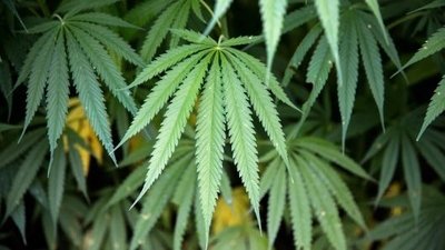 ShleppRetweet's tweet photo. These States Are Most Likely To Legalize Marijuana In 2019 https://t.co/1tqxV0SLze https://t.co/ViBDE2KqPK