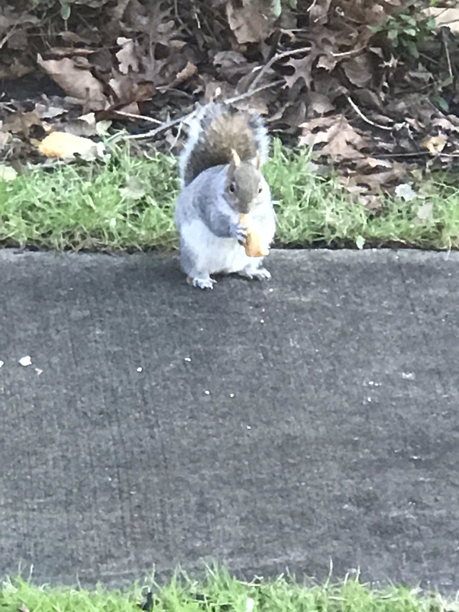 MrsRandolph0625's tweet image. Looking out the window at work and l see this! Awesome pic l took @MrsRandolph0625  #squirrel  #eatingbread #nature #animal #squirrelwildlife 🐿