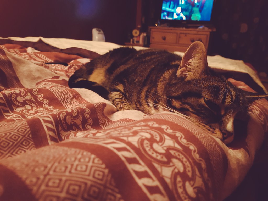 MsEmJam's tweet image. Back home with my baby girl. #RubyCat