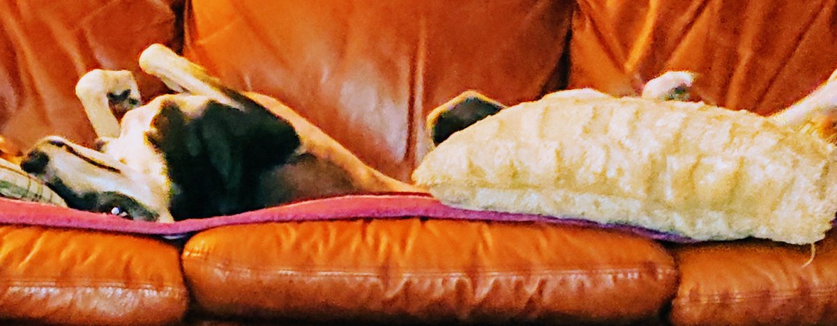 GillGreig's tweet photo. #ChilliSaluki #dogsoftwitter #saluki #greyhound #longdog #sofahound #sighthoundsofscotland #eyeball #snaggletoof #happydog #dugsofScotland #Aberdeen https://t.co/IIbRUhqzTA