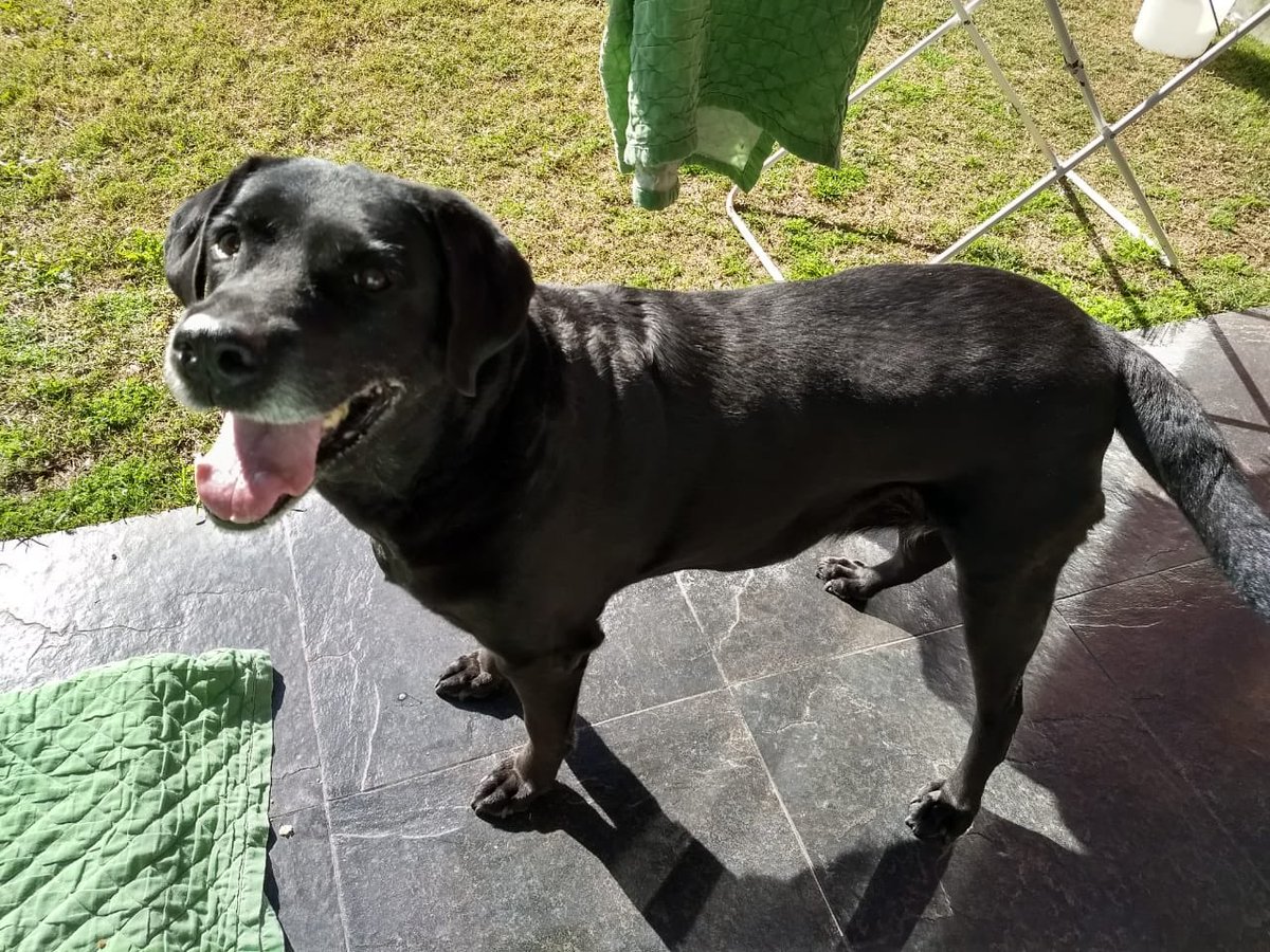 chubonelli's tweet photo. A toda la gente de San Nicolás! Necesito su ayuda! Paloma la perra de mi papá se perdió hace ya varios días está grande y con pérdida de conocimiento si alguien la ve o la encuentra por favor avísenme por acá!!! Gracias! https://t.co/rh3QVRgYdV