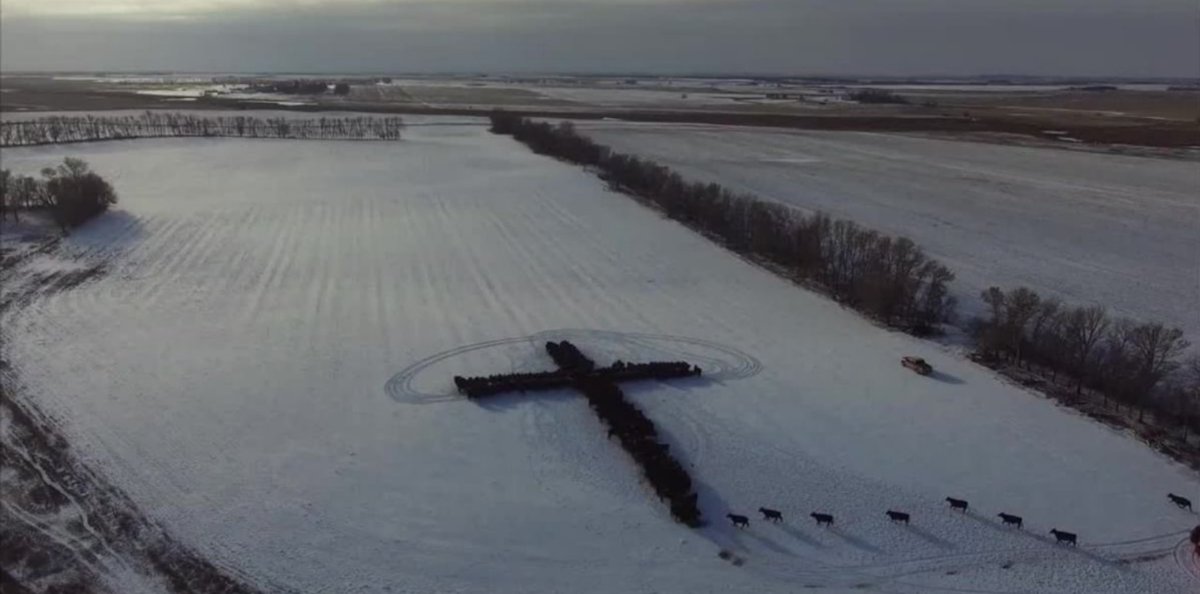 Holy cows! (Yes,those are cows gathering to eat on Christmas)