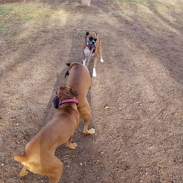 Tug! #kate_the_boxer #boxer #fawnboxer #ilovemyboxer bit.ly/2ETbTow