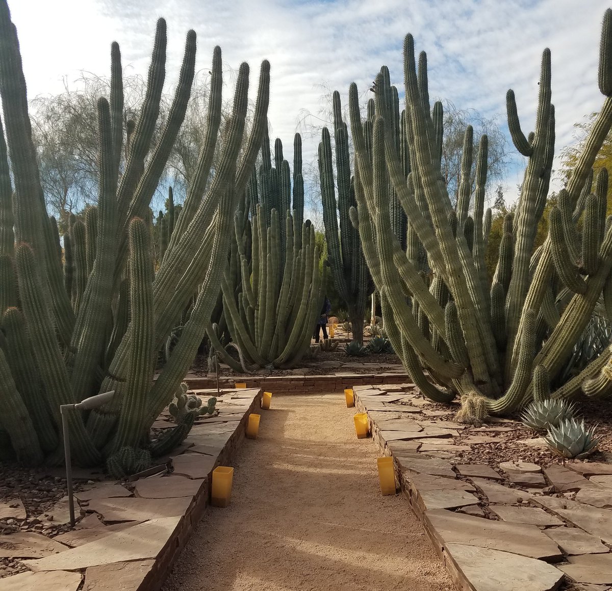 Beautiful day at the Desert Botanical Garden! #Arizona #Garden #naturephotography <a href="/dbgphx/">Desert Botanical Garden</a>