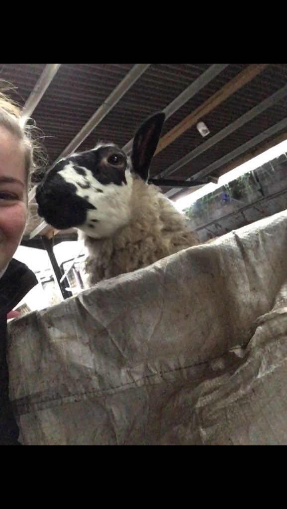 cotsshepherdess's tweet photo. My one and only spesh #welshmule bottle lambs always love a selfie https://t.co/KkBWyYfddd