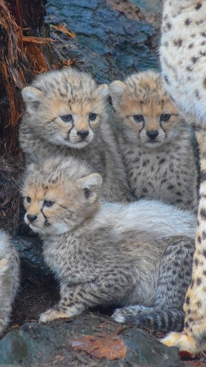 Fota Wildlife Park tweet media