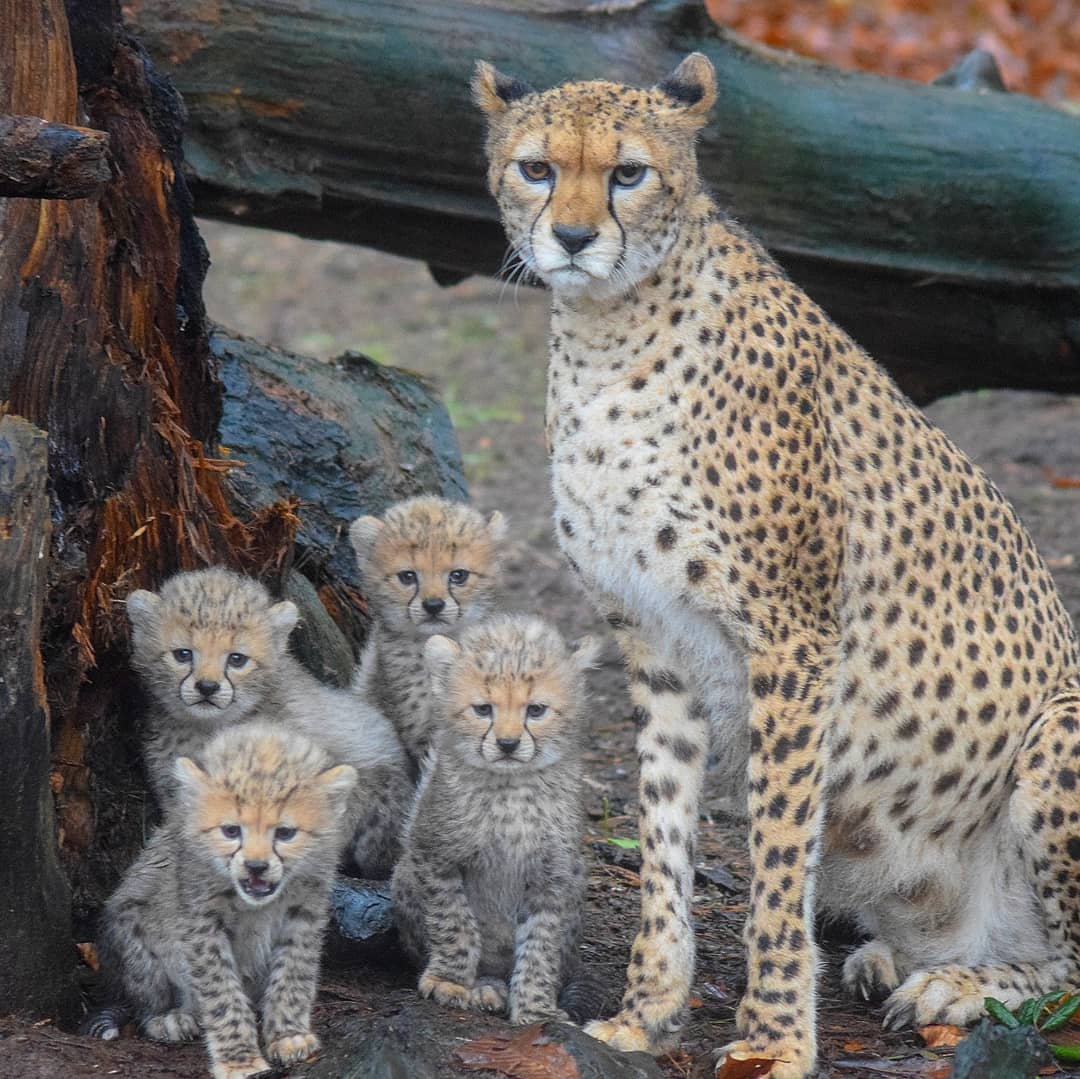 Fota Wildlife Park tweet media