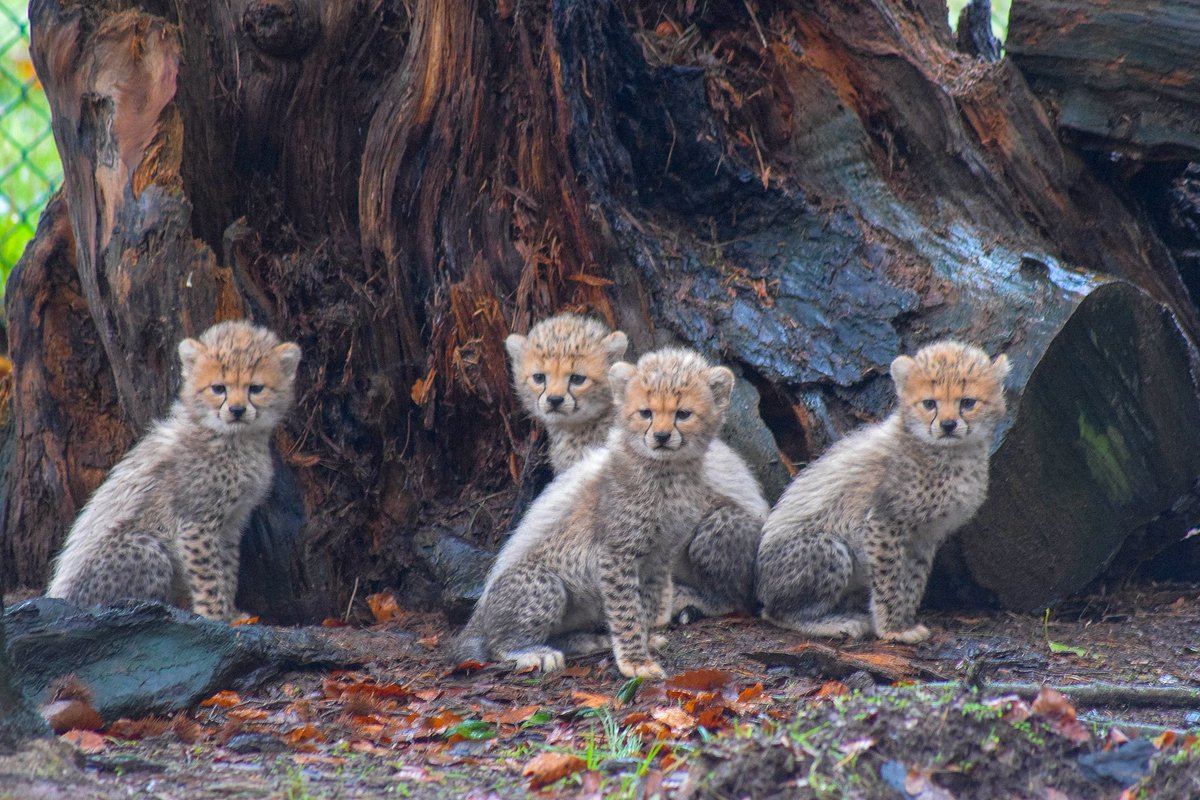 Fota Wildlife Park tweet media