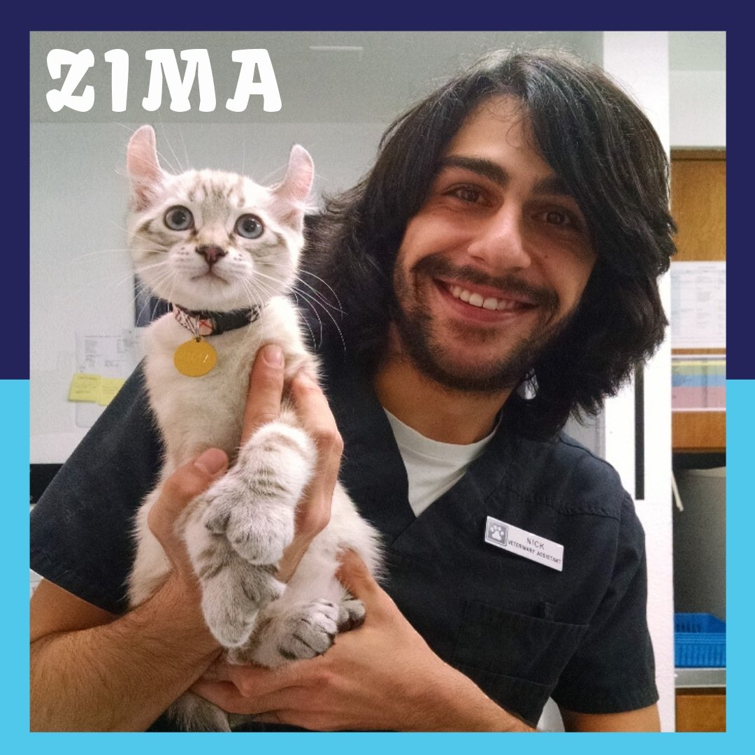 BothellPetHosp's tweet photo. Meet Zima, a 10-week-old Highlander polydactyly kitten. He stopped by this week for his first round of kitten shots and, of course, to share his abundant kitten energy with our team. Here is to many years of good health dear Zima! #BothellPet #Highlandercat #polydactylcat https://t.co/DmBRzsf7wy