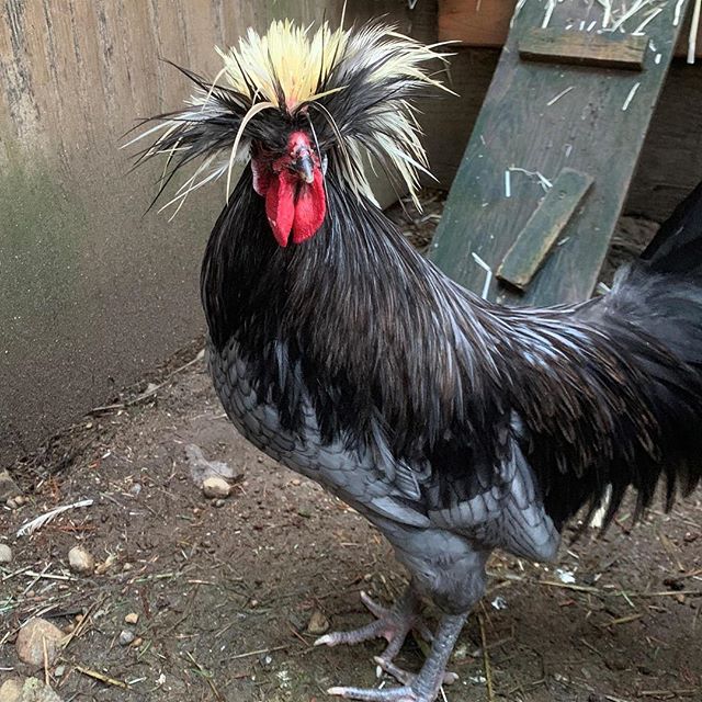 KitsapHumaneSoc's tweet photo. Looking for some barnyard friends? We have two roosters and one turkey in need of loving homes. Come in and adopt one of these cuties! #barnyardfriends #roosterlove #rescueturkey #birds #fowl #birdfriends #cockadoodledoo #rooster #turkey #beautifulbirds https://t.co/7Vts8oJisU