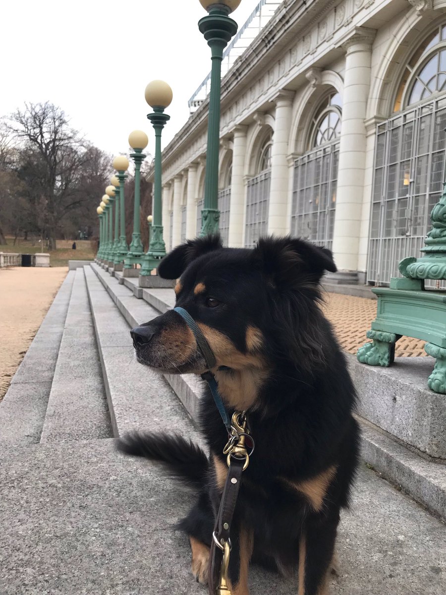 holbrookba's tweet photo. #LOSTDOG Nico, last seen in the #DitmasPark #prospectpark #flatbush area. If seen, contact Tom at 919-357-7897 please #retweet #brooklyn https://t.co/Di9qgTdN2G