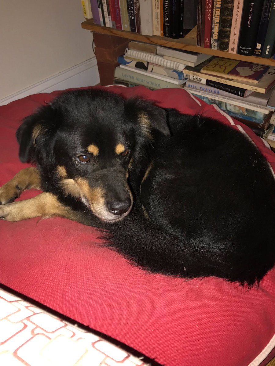 holbrookba's tweet photo. #LOSTDOG Nico, last seen in the #DitmasPark #prospectpark #flatbush area. If seen, contact Tom at 919-357-7897 please #retweet #brooklyn https://t.co/Di9qgTdN2G