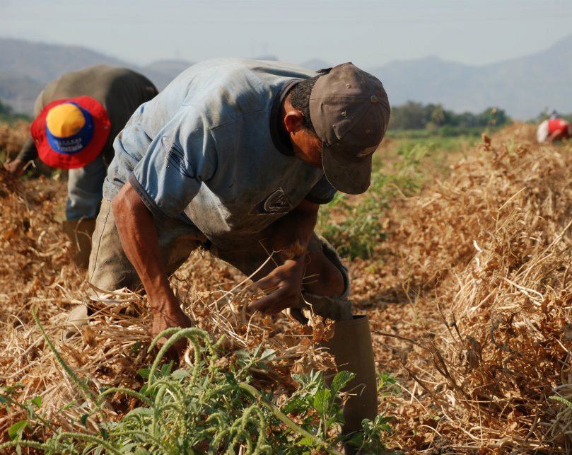 #27Dic l La #LeydeSemilla protege la semilla campesina, indígena y afrodescendiente para garantizar la Soberanía Agroalimentaria

#FelizJueves