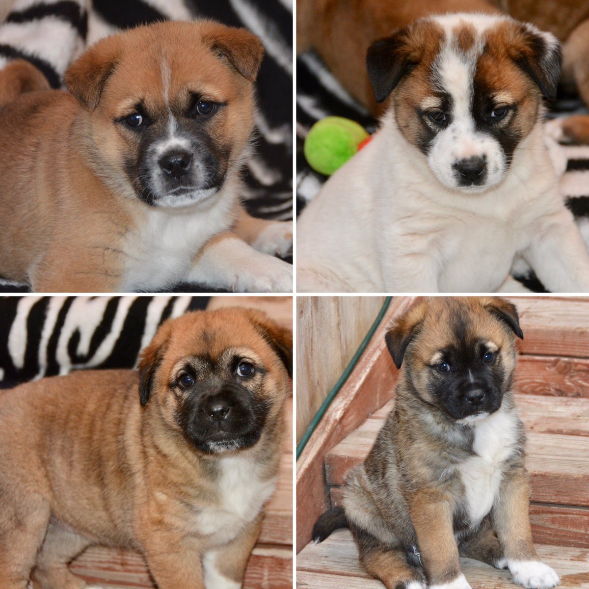 My Star Paws Rescue foundation rescued 4 pups and mom off a Navajo reservation in Az. They were strays! one of the puppies (sequoia)was attacked by a reservation dog and has a broken leg.  7 weeks old. Medical donations appreciated Paypal.com starpawsrescue@gmail.com