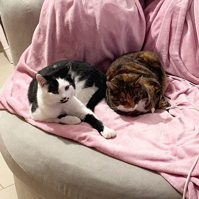 mmwajblog's tweet photo. Slowly becoming friends! Treecko is all about cuddles on his own terms, and Tabs is starting to let him into her space. This feral kitten journey is a loooong one. #treecko #tabbycat #feralcat #cats #catsofinstagram #instacat #cuddle #cuddles #cuddlechair #siblings https://t.co/kah64yl8ef
