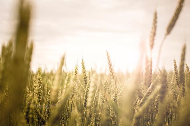 jennsilverberg's tweet photo. Amber waves of grain.
.
.
.
#farmphotography #farmlife #viewsfromthemiddle #commercialphotography https://t.co/BWTqRHD0V4 https://t.co/7L4KbGTkXj